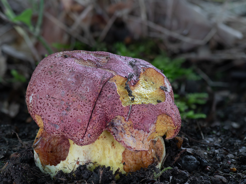 Boletus regius